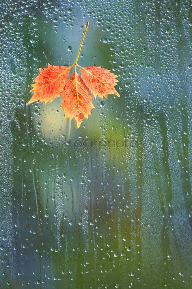 Similar – Image, Stock Photo purple blossom lies on a blue table with raindrops