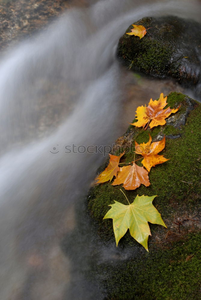 Similar – Ins Wasser gefallen Natur