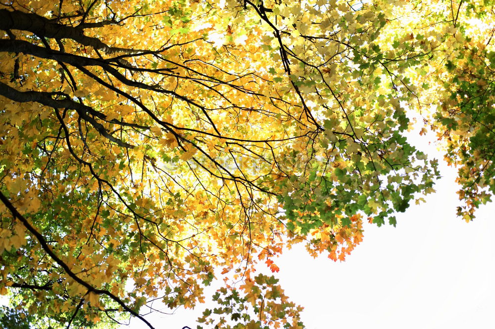 Similar – Image, Stock Photo Leaf in autumn sun Nature