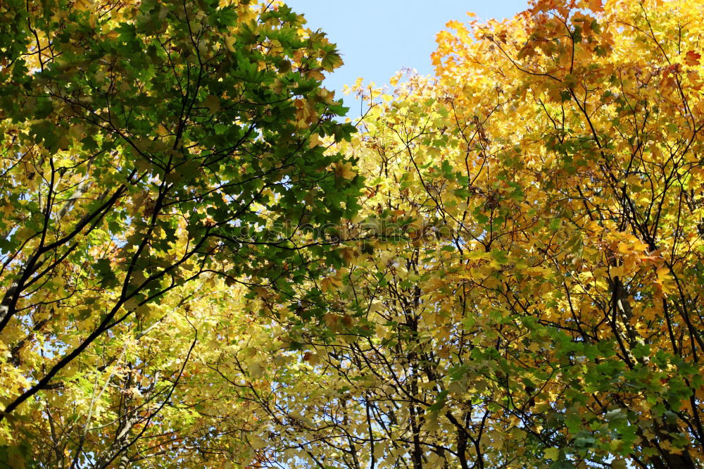 Similar – cherry Branch Tree Garden