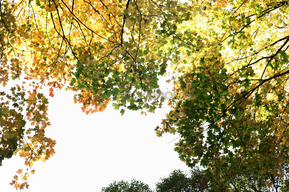 Similar – cherry Branch Tree Garden