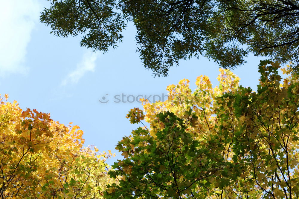 Similar – Foto Bild Baum mit Blättern Pflanze