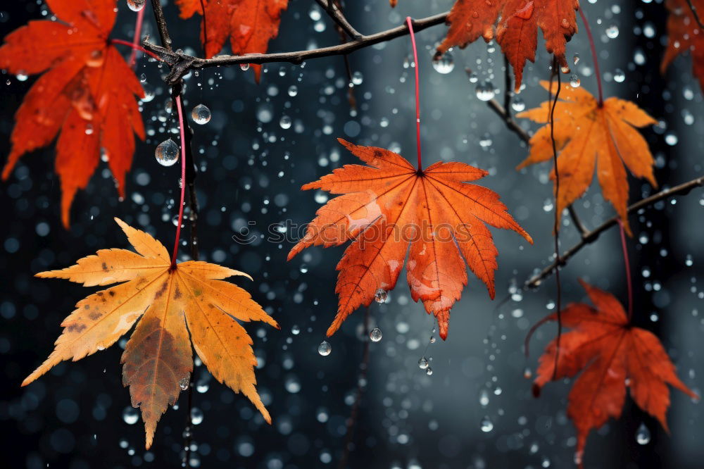 Similar – autumnrain I Autumn Leaf