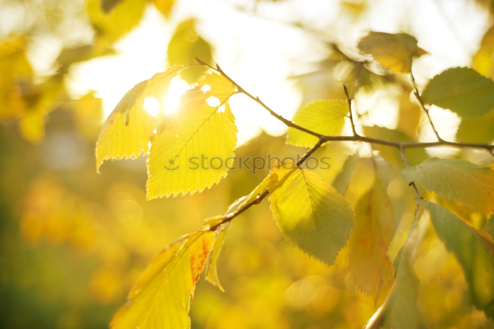 Similar – maple Nature Plant Sun