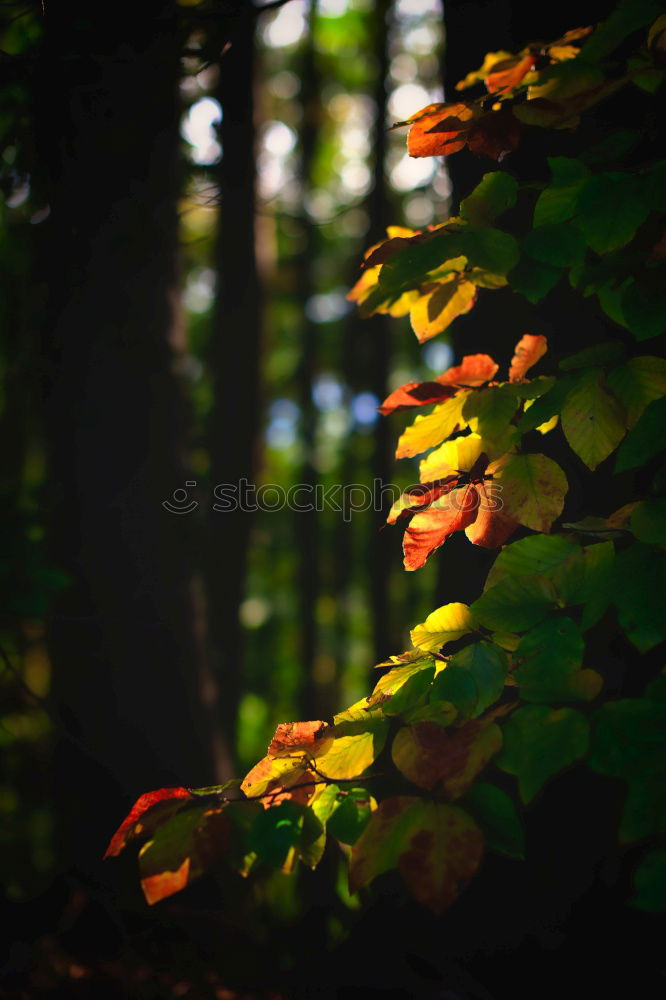 Similar – Image, Stock Photo sweep Leaf Tree Autumn