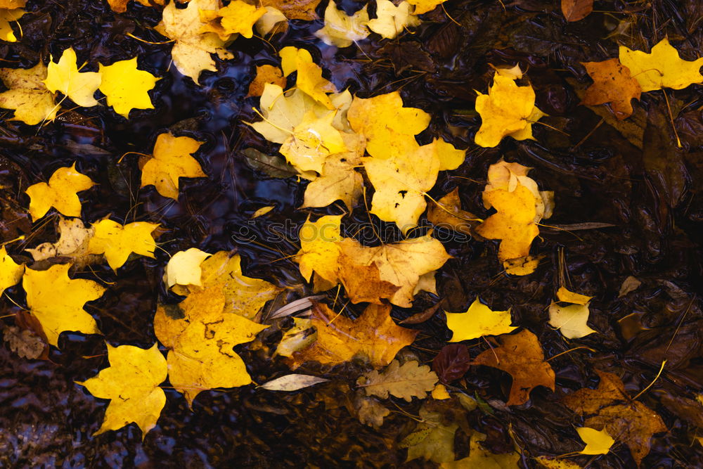 Similar – Foto Bild schwarz-gelb Umwelt Natur