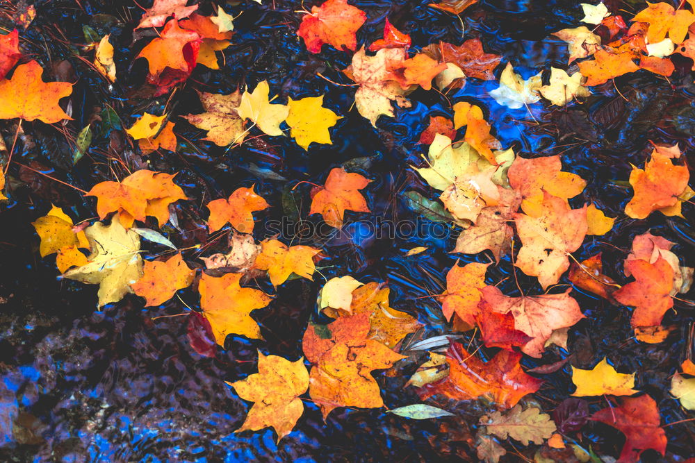Similar – Image, Stock Photo autumn leaves Harmonious
