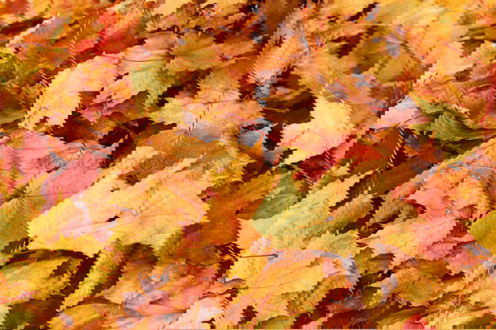 Similar – Image, Stock Photo #A# Bunch of fall