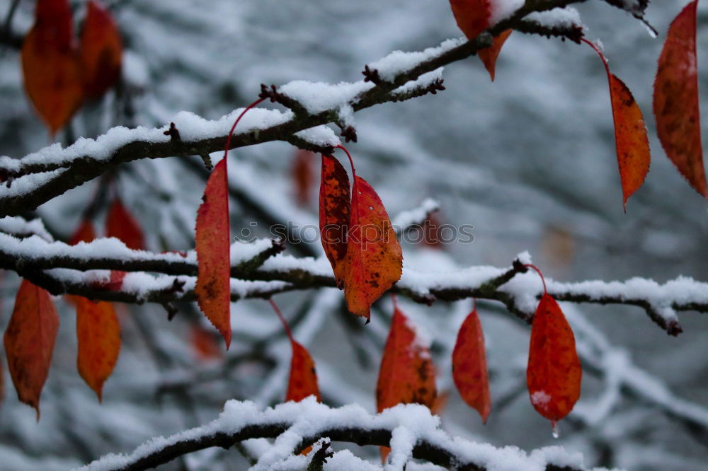 Similar – Image, Stock Photo yellow leaves in autumn