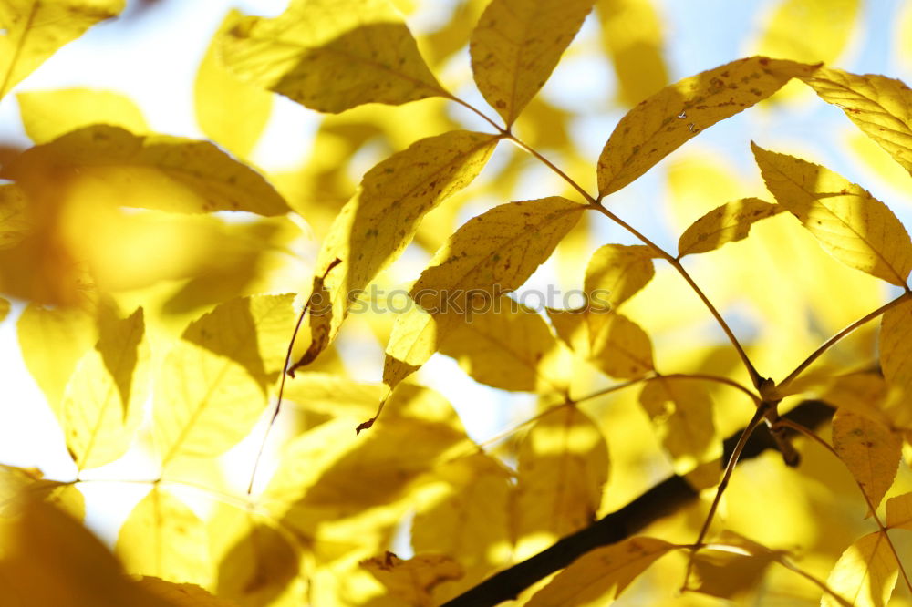 Similar – Golden Spring Colour photo