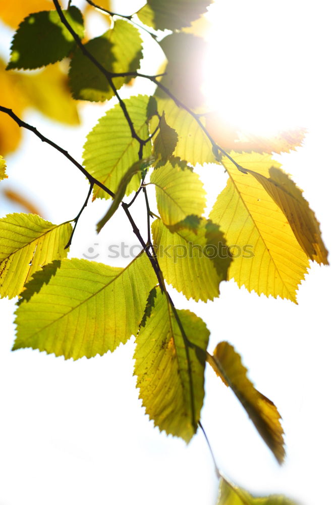 Similar – maple Nature Plant Sun