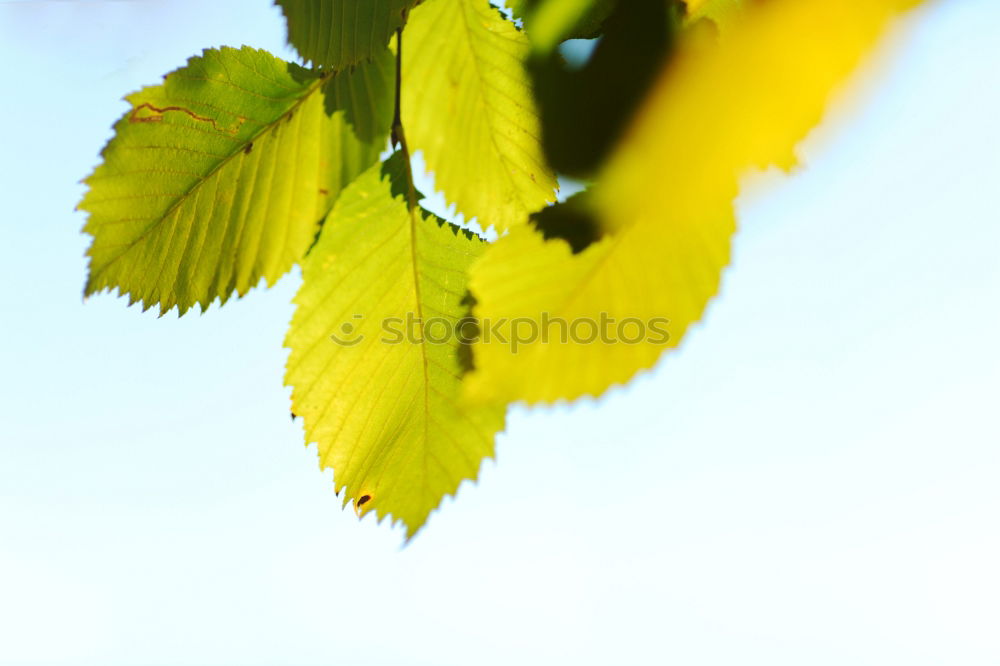 Similar – Buds sprout from the branch