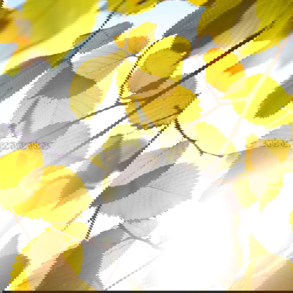 Similar – Image, Stock Photo Autumn leaf with sun rays