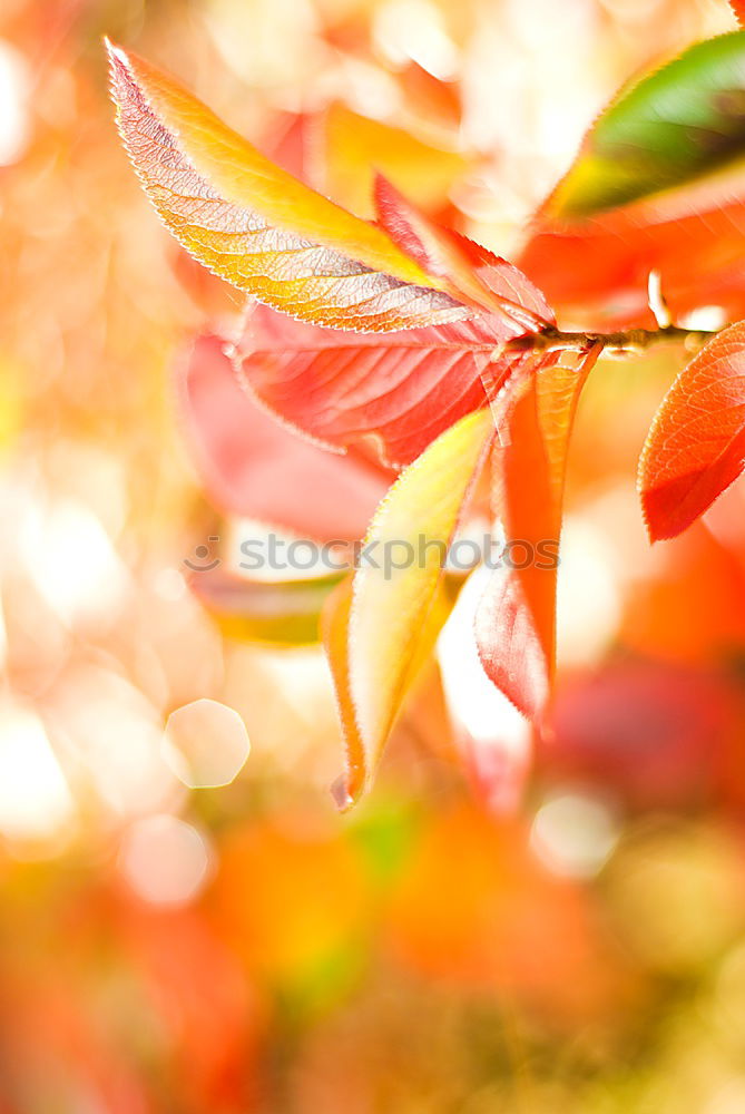 Similar – Image, Stock Photo Red flowers Environment