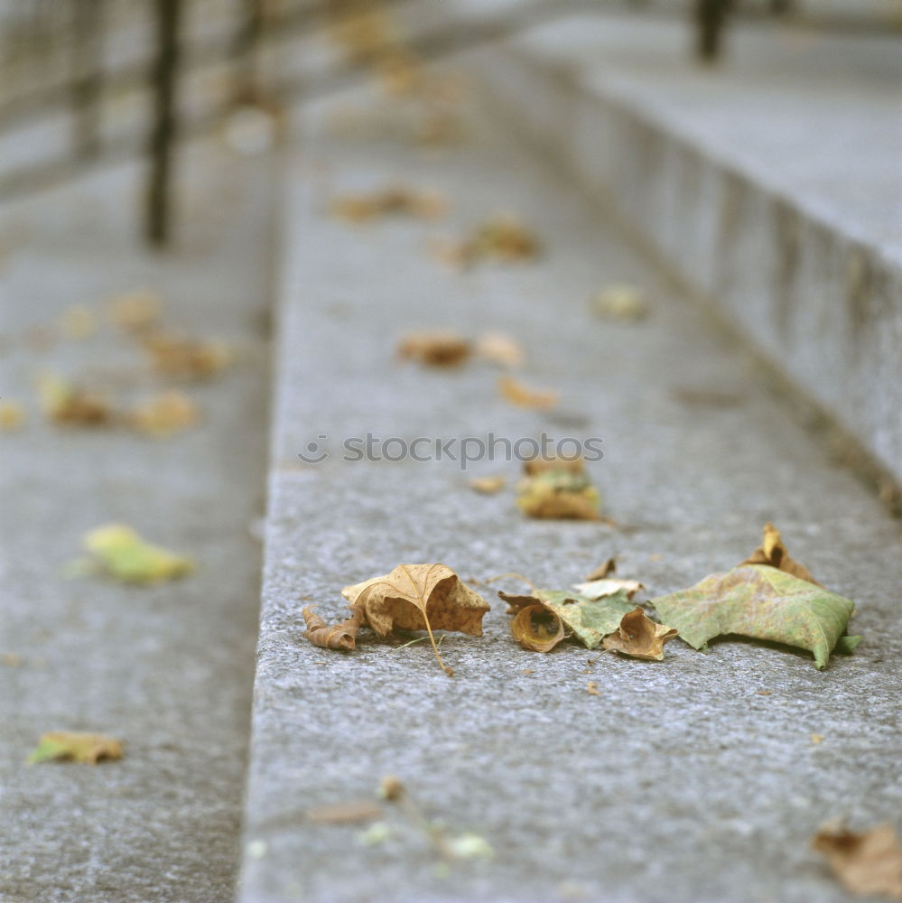 Similar – Schon besetzt Herbst Blatt