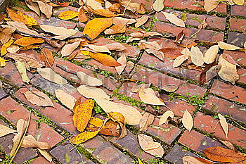 Similar – Image, Stock Photo October Autumn Leaf