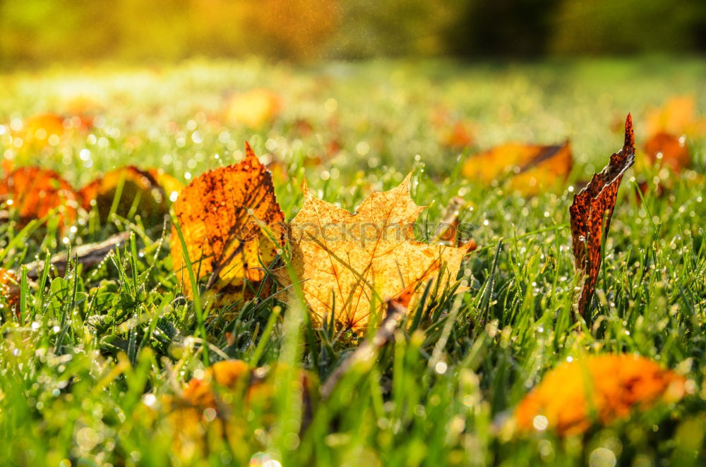 Similar – Image, Stock Photo autumnal Environment