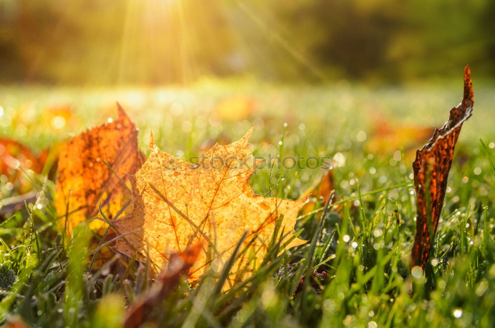 Similar – Image, Stock Photo autumn tomorrow. Nature