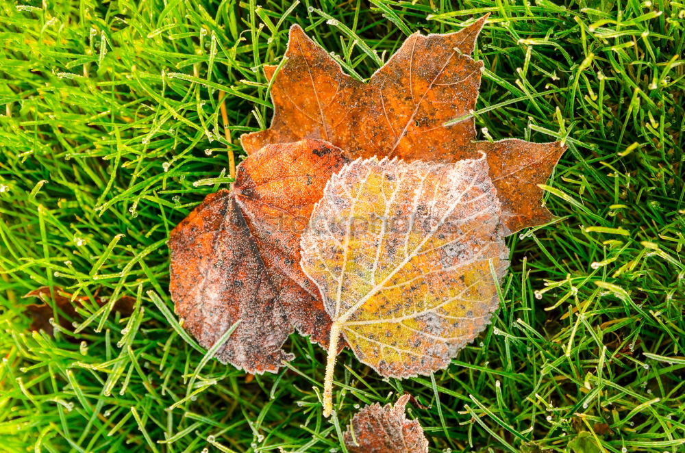 Similar – Image, Stock Photo Farewell to autumn Shadow