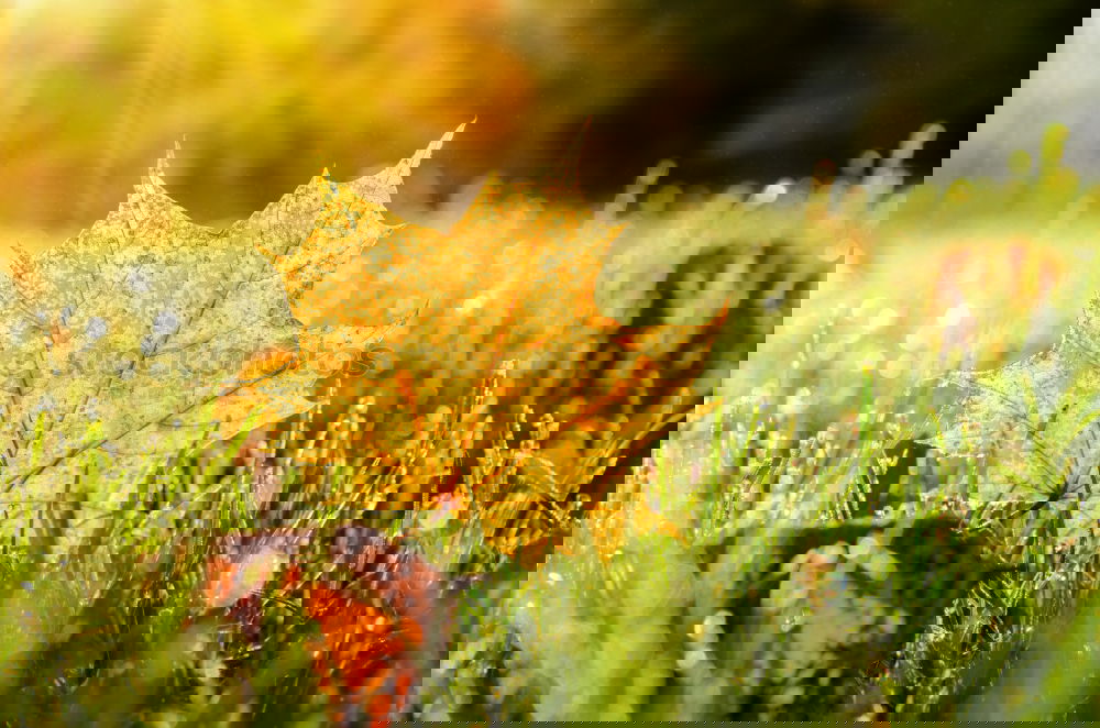 Similar – Image, Stock Photo Autumn leaf with sun rays