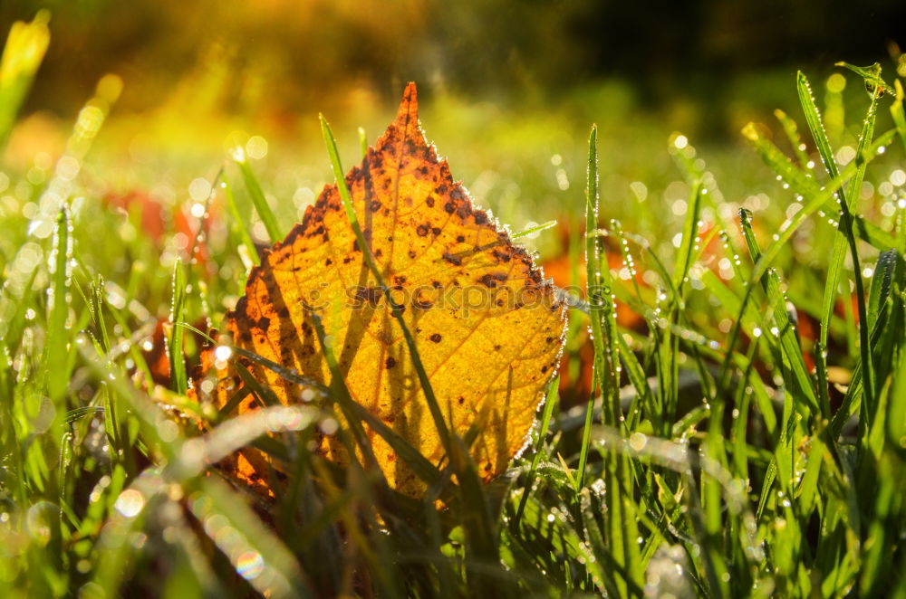 Similar – Image, Stock Photo autumnal Environment