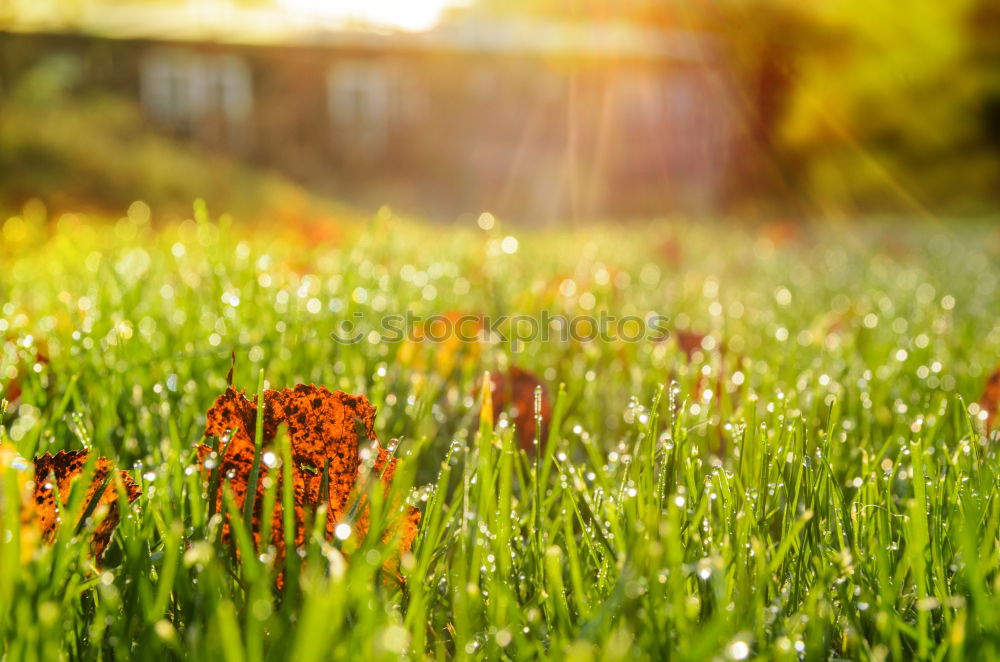 Similar – Beautiful green grass in the morning with dew water