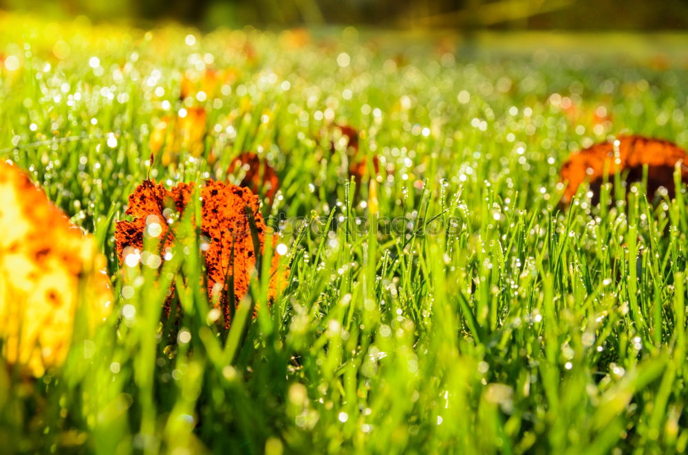 Similar – Image, Stock Photo autumn tomorrow. Nature