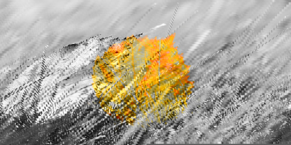Similar – Foto Bild Eisrose Rose Raureif kalt