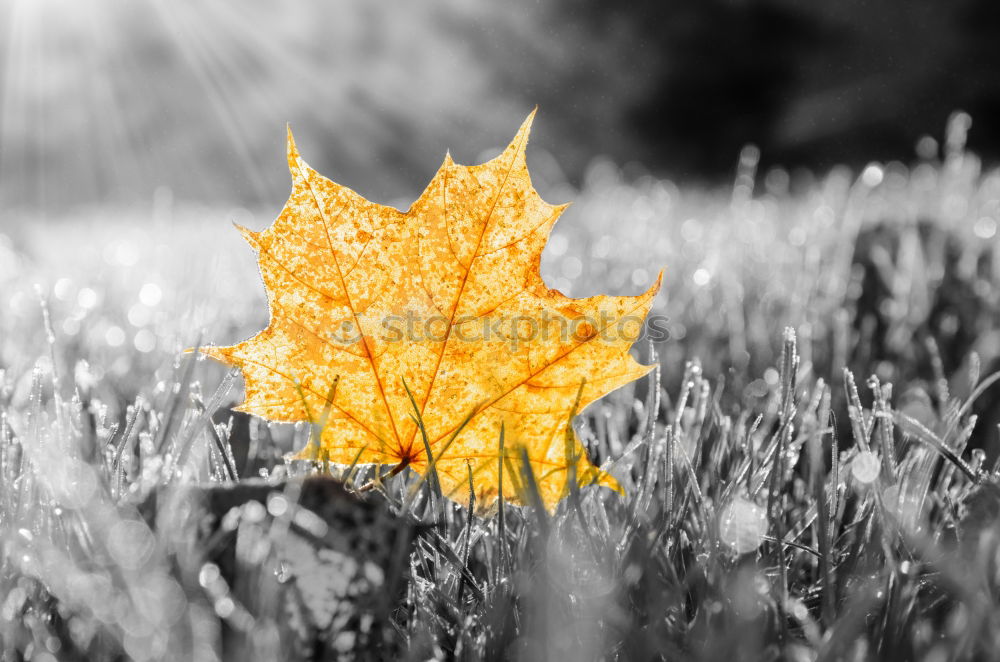 Similar – Image, Stock Photo red autumn leaf is held by hand