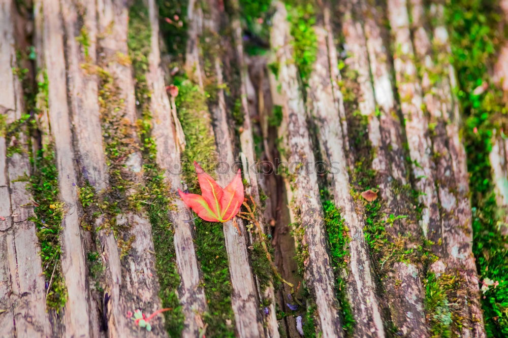 Similar – Image, Stock Photo autumn niche Nature Plant