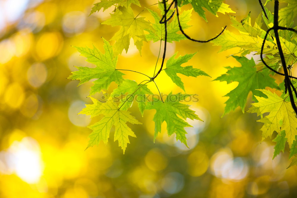 Similar – Image, Stock Photo maple Environment Nature