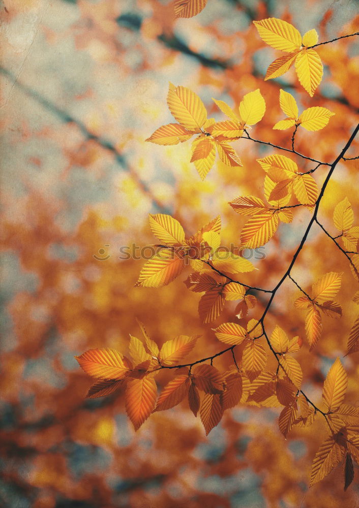 Similar – birch autumn Nature Autumn