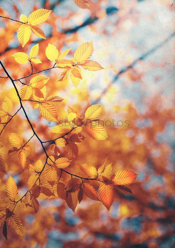 Similar – Image, Stock Photo Autumn bouquet in vase