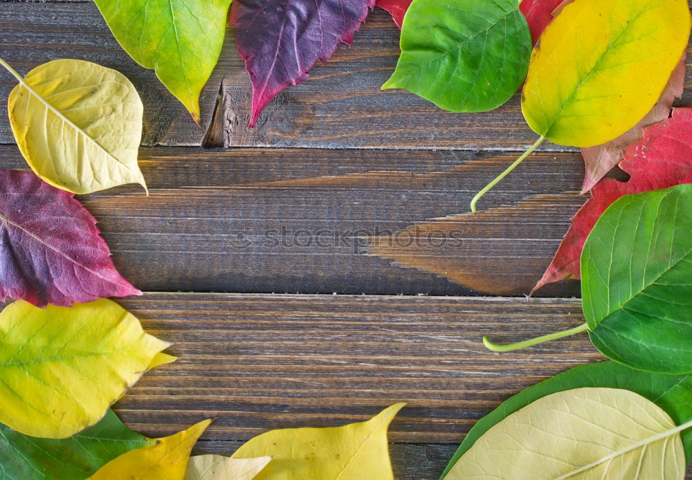 Similar – Image, Stock Photo autumnal greetings with envelope, leaves and fruits