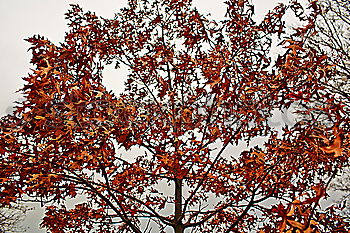 Similar – Image, Stock Photo leaf wall Nature Autumn