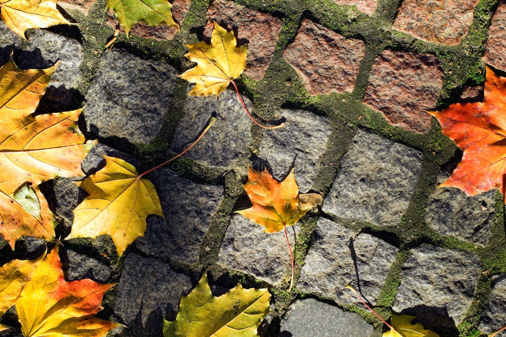 Similar – Image, Stock Photo Yellow autumn leaves lie between the cobblestones