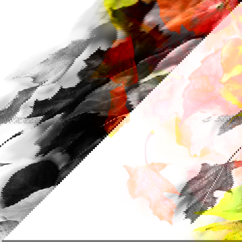 Similar – Image, Stock Photo Female hands holding twigs with autumn leaves