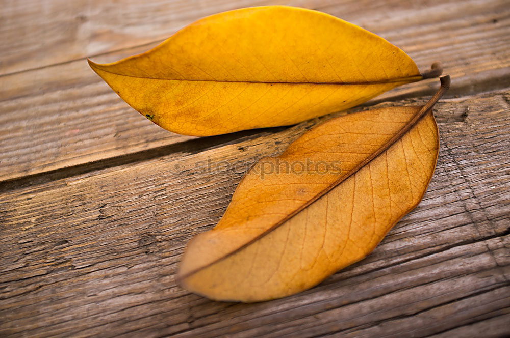 Similar – Foto Bild Blattschuß Herbst liegen