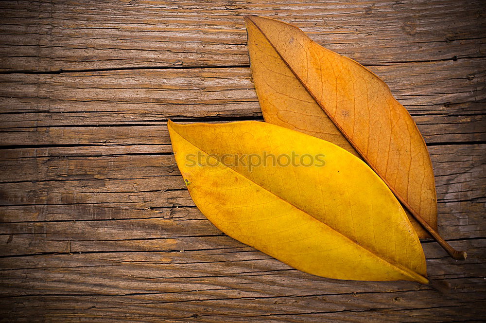 Similar – Foto Bild Demo gegen Grau Blatt