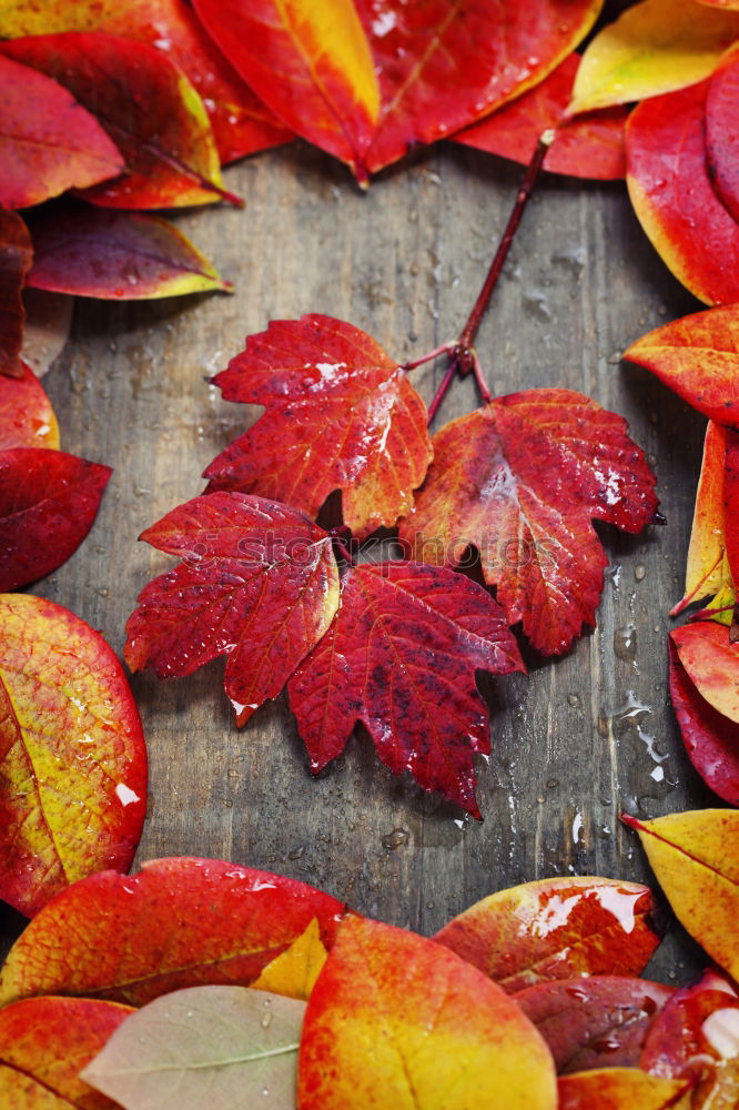 Similar – Image, Stock Photo #A# Bunch of fall