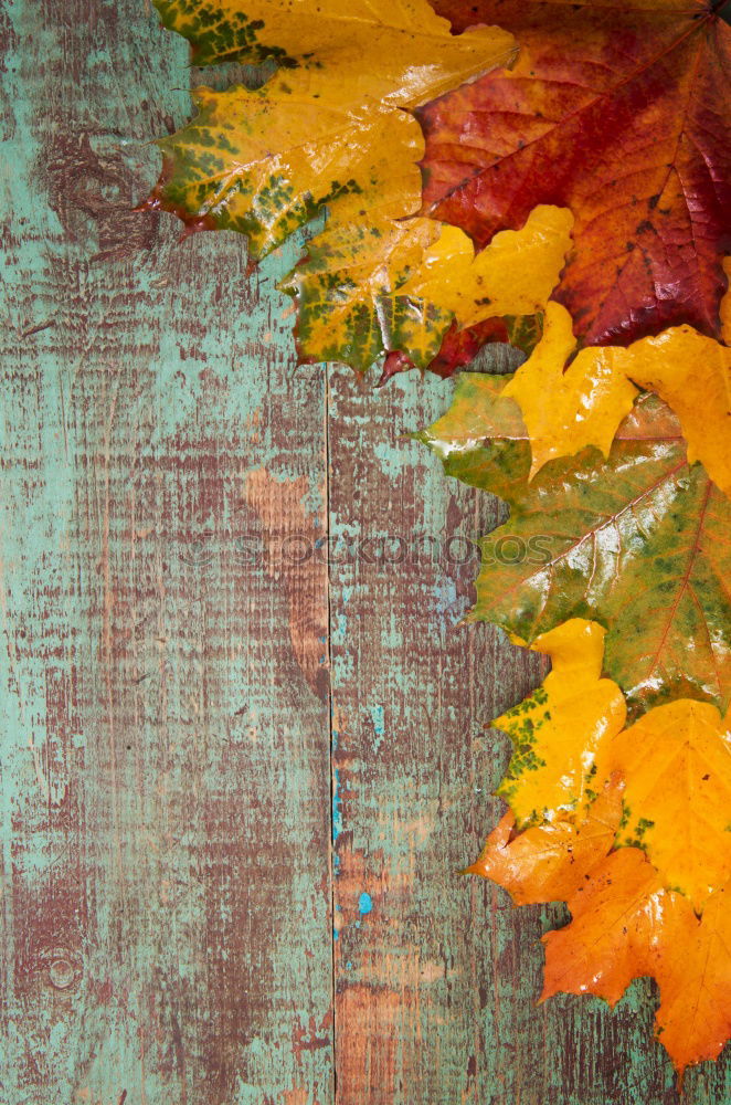 Similar – Image, Stock Photo autumnal greetings with envelope, leaves and fruits