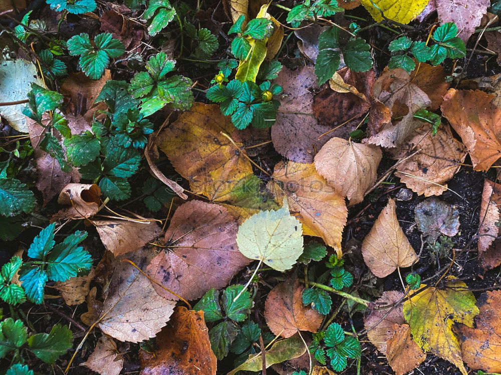 Similar – Image, Stock Photo Autumn colors. Fallen leaves of trees