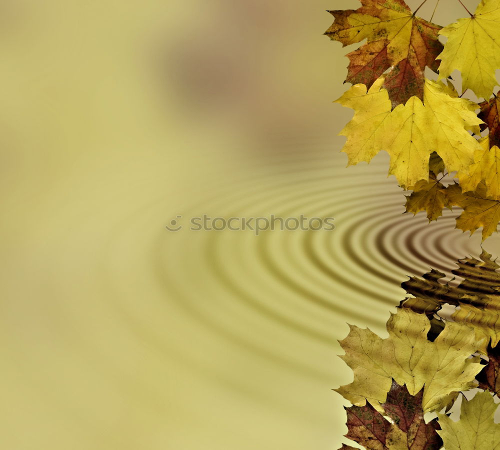 Image, Stock Photo autumn Colour photo