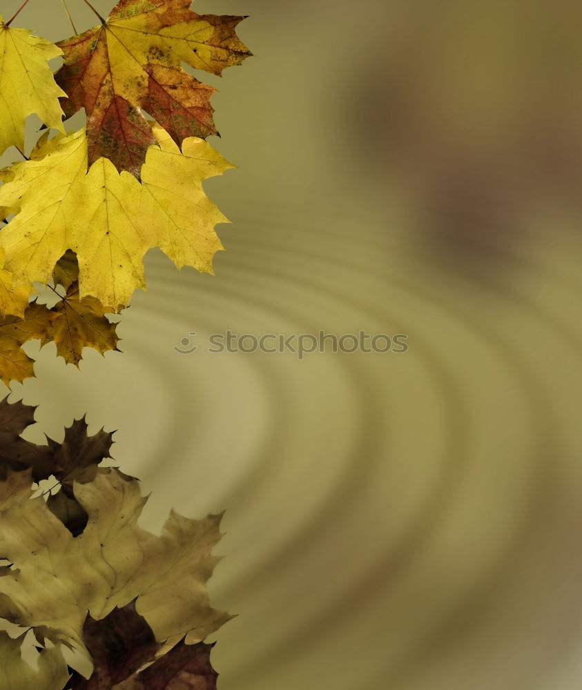 Similar – Image, Stock Photo autumn Colour photo