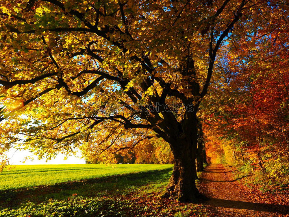 Similar – Abendstimmung Baum Park