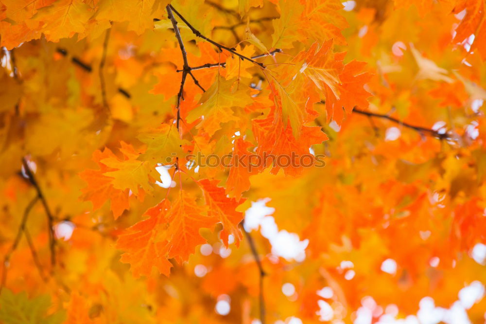 Similar – Image, Stock Photo oak leaves Environment