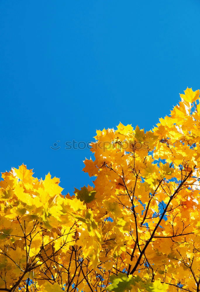 Frühlingsfarben Umwelt