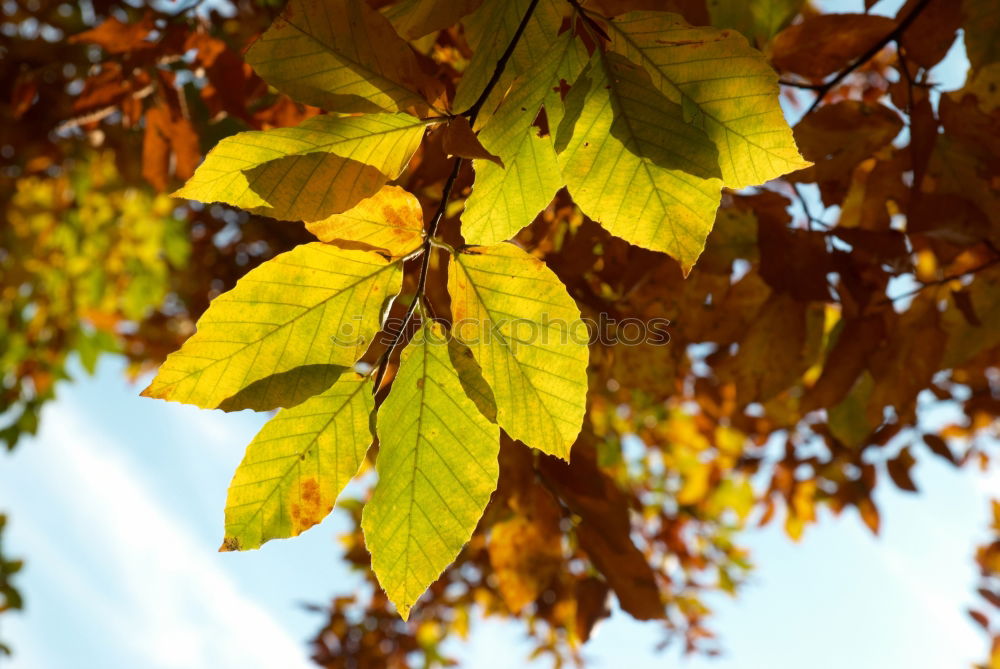 Similar – Image, Stock Photo Sycamore leaf; autumn; trunk;