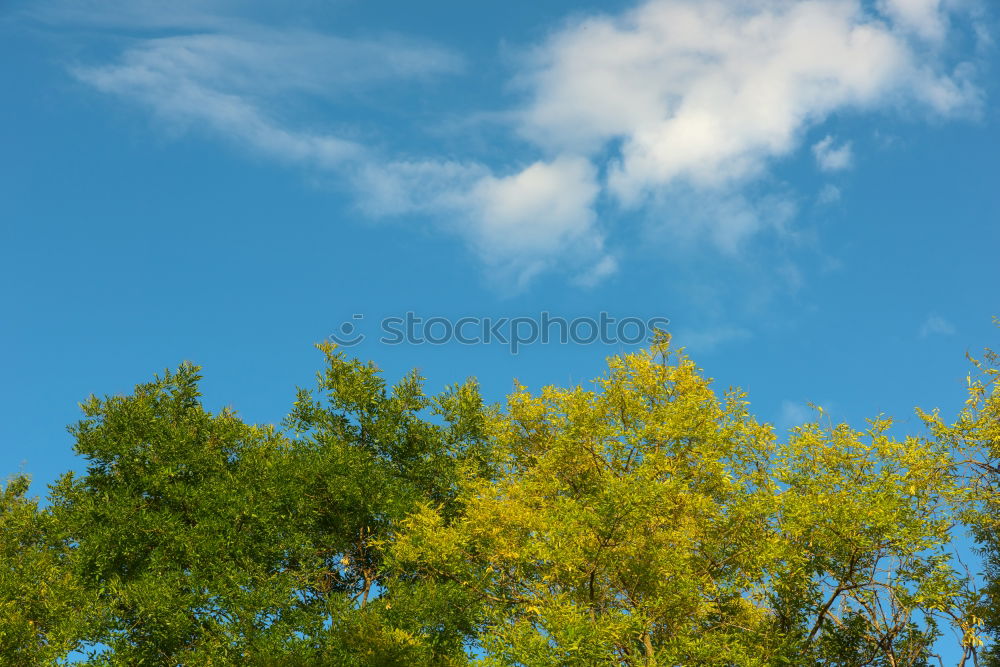 Similar – Foto Bild Apfelbaum Baum Blatt