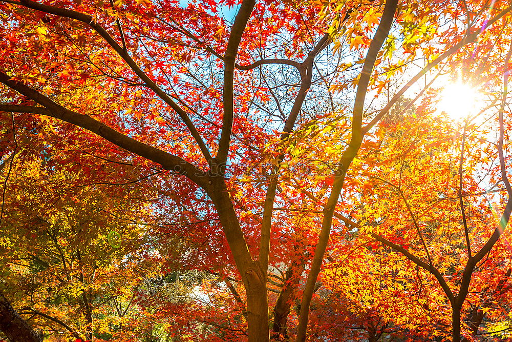 Image, Stock Photo Fall Color Maple Leaves at the Forest in Aichi, Nagoya, Japan